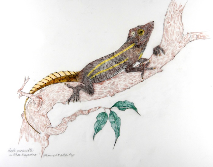 Culebra Island Giant Anole Anolis roosevelti color drawing by Genevieve Wilson from museum specimen photo COLOR 8-12-11 edited 2-21-15