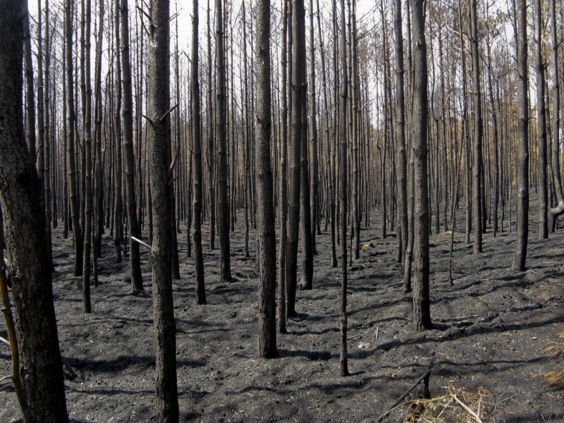 El incendio que arrasó con los bosques en la región de la Patagonia Argentina devastó áreas destinadas a la ganadería y el ecoturismo, y se cree que podrá afectar la calidad del aire por meses o años. (Suministrada)