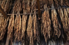 Los niños y niñas que trabajan en las plantaciones de tabaco son vulnerables al envenenamiento por nicotina, especialmente cuando manipulan las hojas de tabaco húmedas. Crédito: MgAdDept / CC-BY-SA