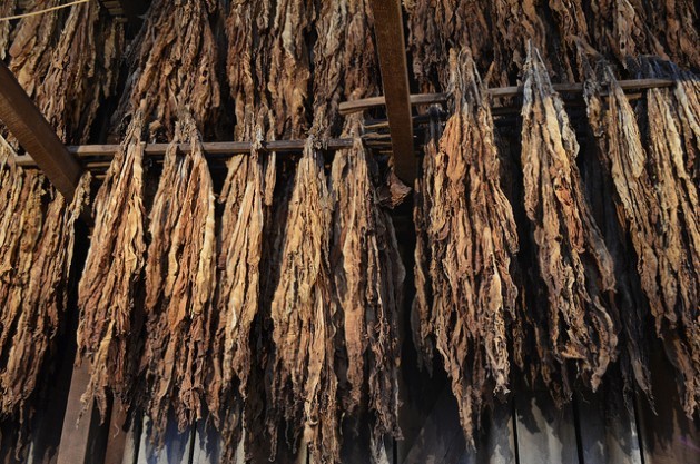 Los niños y niñas que trabajan en las plantaciones de tabaco son vulnerables al envenenamiento por nicotina, especialmente cuando manipulan las hojas de tabaco húmedas. Crédito: MgAdDept / CC-BY-SA
