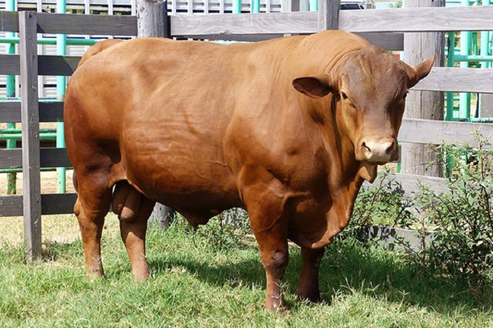 Cinco padrotes de ganado Senepol de genética puertorriqueña  se exportaron por primera vez a los Estados Unidos. (Suministrada)