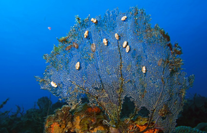 Los arrecifes de coral son importantes ecosistemas que albergan a múltiples especies marinas y sirven de barrera protectora de nuestras costas. (Suministrada)