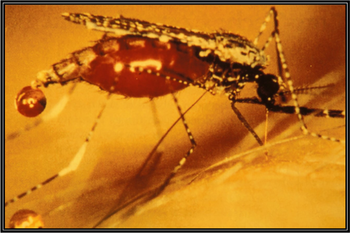 La malaria es transmitida por el mosquito anófeles, común en las zonas tropicales y subtropicales del mundo. (Suministrada)