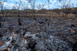 Casi un 50 por ciento de la totalidad del terreno de la Estación Experimental Agrícola de la UPR en Gurabo, fue consumido hace casi dos semanas en el incendio forestal más grande registrado en la Isla. (Ricardo Alcaraz / Diálogo)