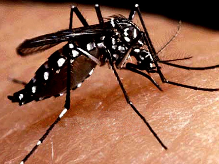 El virus del dengue se transmite por el mosquito Aedes aegyptis. (Suministrada)