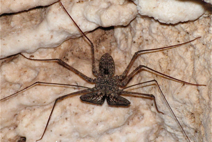 El guabá es un organismo nocturno, familia de las arañas y los escorpiones. (Suministrada)