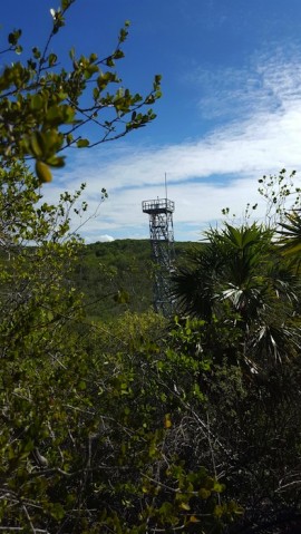 Torre de Neon Bosque seco Guánica
