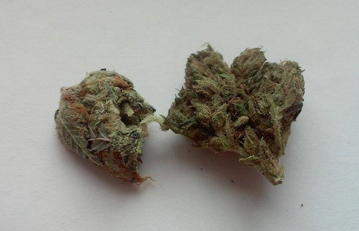 Marihuana – Commons