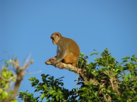 Macacos rhesus en Isla Cayo Santiago (suministrada, Flickr por BDNf cynocephale)