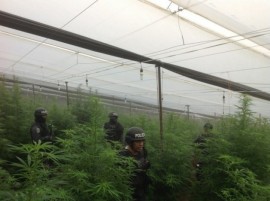 Efectivos policiales durante la incautación de un invernadero con cultivos de marihuana y amapola en La Cumbre, en el municipio hondureño de La Iguala.