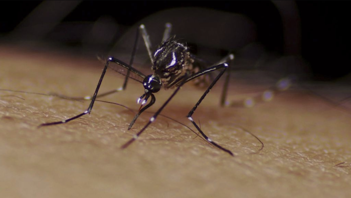 Mosquito Aedes aegipti (es.dengue.info/Flickr)
