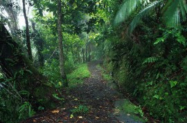 Ecosistemas húmedos como El Yunque son parte esencial en el ciclo global de carbono, ya que procesan una tercera parte de las emisiones del gas. (Ricardo Alcaraz/Diálogo)