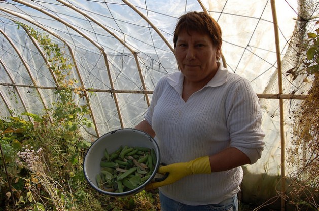 Blanca Molina muestra unos guisantes orgánicos recién cosechados en uno de los cuatro invernaderos que construyó con sus manos en su pequeña finca familiar en Villa Simpson, en la región de Aysén, en el sur patagónico de Chile. Crédito: Marianela Jarroud /IPS