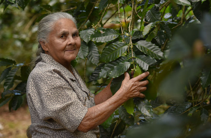 Gracias a la agricultura, doña Bienvenida Santana Ramos logró sacar adelante a su familia luego de la muerte de su esposo. (Ricardo Alcaraz / Diálogo)