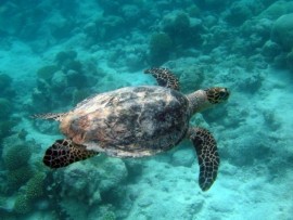 Una tortuga nada en un área marina protegida. Crédito: Ministerio de Relaciones Exteriores y de la Mancomunidad de Naciones, de Gran Bretaña.