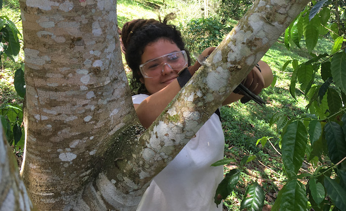 Estudiantes trabajando con árboles UPR Utuado.