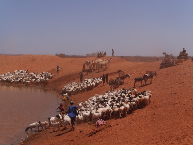 Pastores de Etiopía deben trasladarse constantemente en busca de pasturas y pozos de agua para sus animales. Crédito: William Lloyd-George/IPS