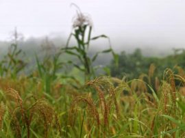 Cambio-climatico-afecta-ya-a-cultivos-de-maiz-frijol-y-arroz-en-Centroamerica