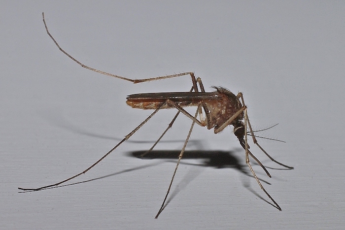 Mosquito Comun (SilvaKumar V K)