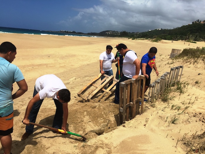 Vida Marina de la UPR-Aguadilla en proyecto de restauracion de dunas. (Suministrada)