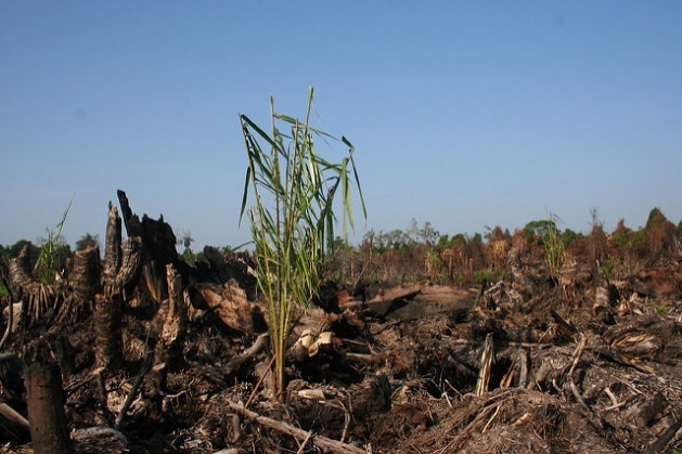 Un plantón de palma aceitera en un área de turba quemada, en Indonesia. En la agenda de la UICN hay mociones que incluyen mitigar su impacto en la biodiversidad. Crédito: Cortesía de Wetlands International.