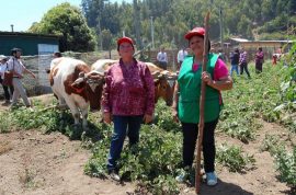 Dos productoras agropecuarias, en la localidad de Cobquecura, en el centro de Chile, muestran a visitantes cambios en sus siembras de subsistencia para enfrentar el incremento de la temperatura en el planeta, con el apoyo de políticas públicas a favor de la seguridad alimentaria en tiempos de cambio climático. Crédito: Claudio Riquelme/IPS