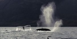 Ballenas jorobadas y delfines son parte del rico hábitat en el golfo de Otway, en el estrecho de Magallanes, frente a la mina Invierno en la isla de Riesco, en la Patagonia de Chile, en el extremo meridional de América. Crédito: José Antonio de Pablo/ Alerta Isla Riesco