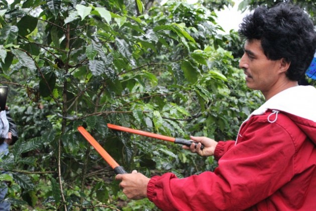 La práctica de manejo y podas crece entre los caficultores guatemaltecos, como parte de las medidas para mejorar la calidad del grano del país. Crédito: FAO Guatemala
