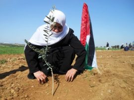 Um Abed planta un olivo en símbolo de apoyo a los agricultores palestinos. Crédito: Eva Bartlett/IPS.