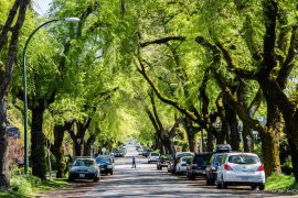 Los árboles urbanos pueden ayudar a mitigar algunos de los impactos negativos y las consecuencias sociales de la urbanización. (Ted McGrath / Visualhunt. CC-BY-NC-SA)