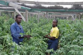 Oraine Halstead (izquierda) y Rhys Actie examinan tomates en un invernadero de la granja Colesome, en Antigua. Crédito: Desmond Brown / IPS