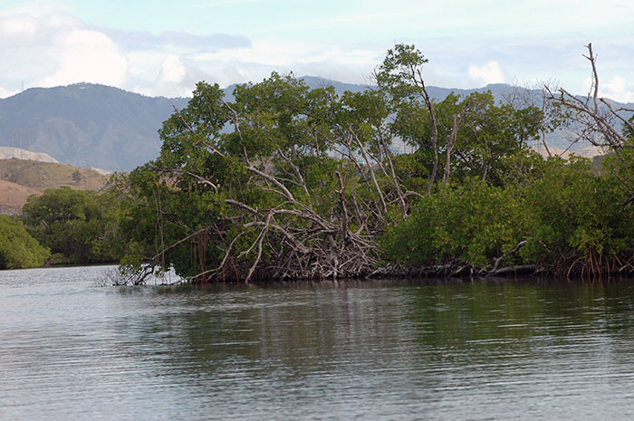 Parte del manglar rojo en la Reserva Nacional de Investigación Estuarina Bahía de Jobos, en Salinas. (Ricardo Alcaraz / Diálogo)