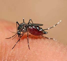Aedes aegypti wikipedia