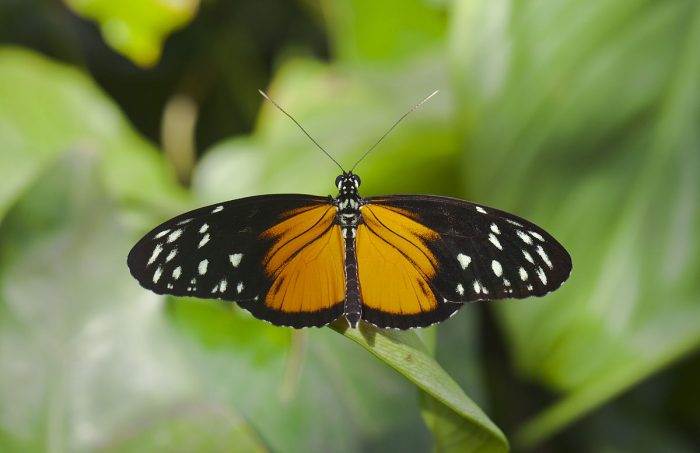 Mariposa Heliconius