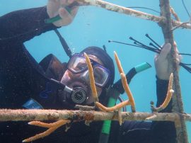 El Dr. Edwin Hernández-Delgado trabajando en el mantenimiento y repoblación de una de las unidades de cultivo de corales en la Isla de Culebra.