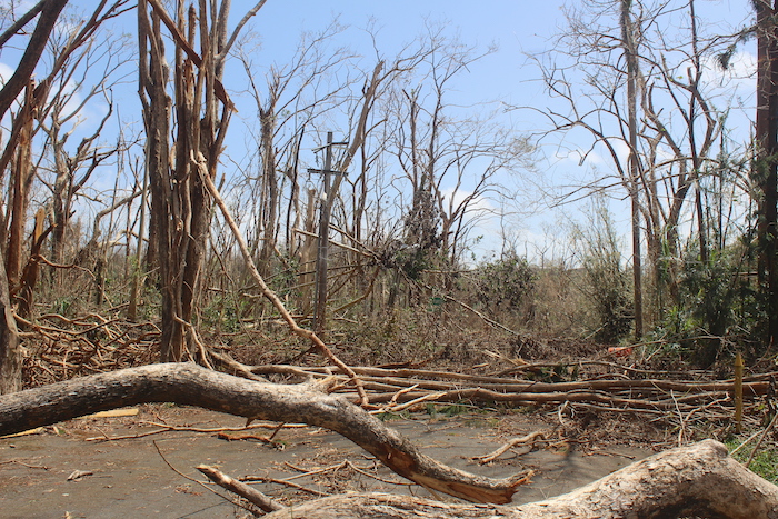 Vista del impacto del huracán María sobre el Jardín Botánico Sur. (Víctor Rodríguez / Diálogo)