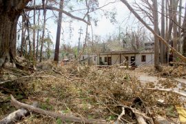 Vista del impacto del huracán María sobre el Jardín Botánico Sur (Víctor Rodríguez/Diálogo)