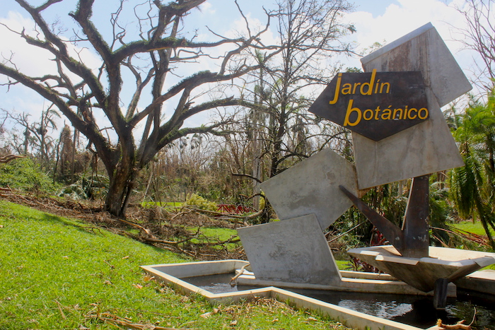 Vista del impacto del huracán María sobre el Jardín Botánico Sur (Víctor Rodríguez/Diálogo)
