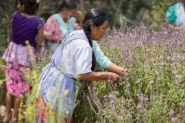 En algunos países latinoamericanos, la legislación establece que las mujeres no pueden acceder a la herencia y tenencia de las tierras. Esto se considera una legislación discriminatoria. Crédito: ONU Mujeres