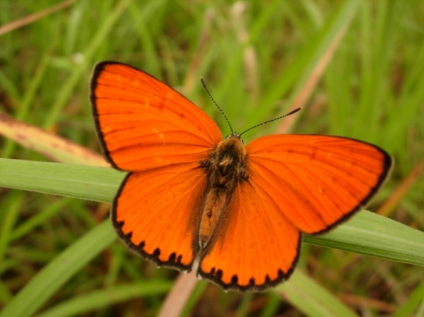 mariposa coreana wikipedia