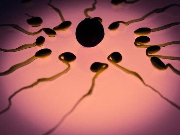 sperm egg fertilization visual hunt